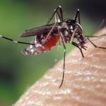 Франция отчита нов ръст на местните случаи на чикунгуня